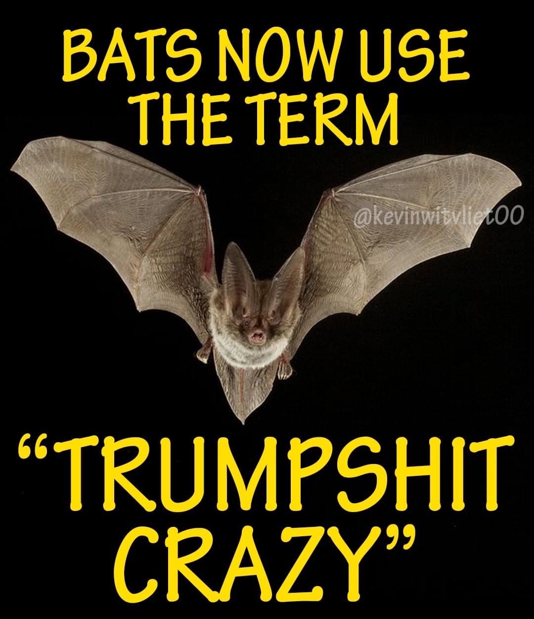 BATS NOW USE THE TERM 