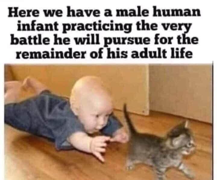 Baby Boy Chasing Pussy Cat