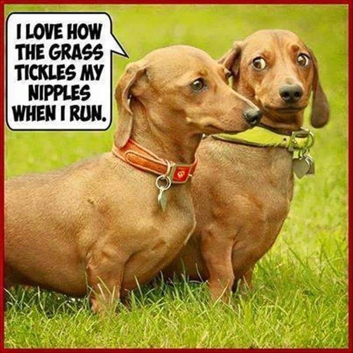 Dachshunds in the Grass