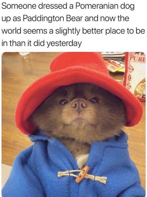 Pomeranian dog up as Paddington Bear