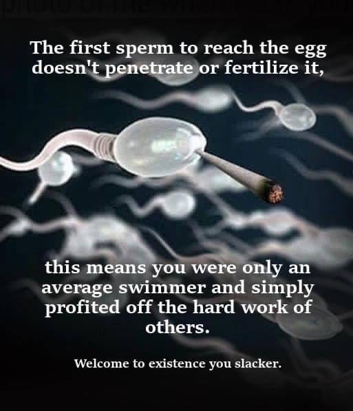 Average Swimmer Fertilizes The Egg