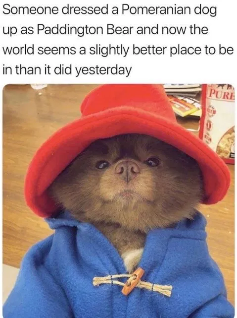 Pomeranian dog up as Paddington Bear