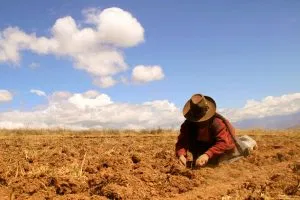 Small-scale farmers feed the planet